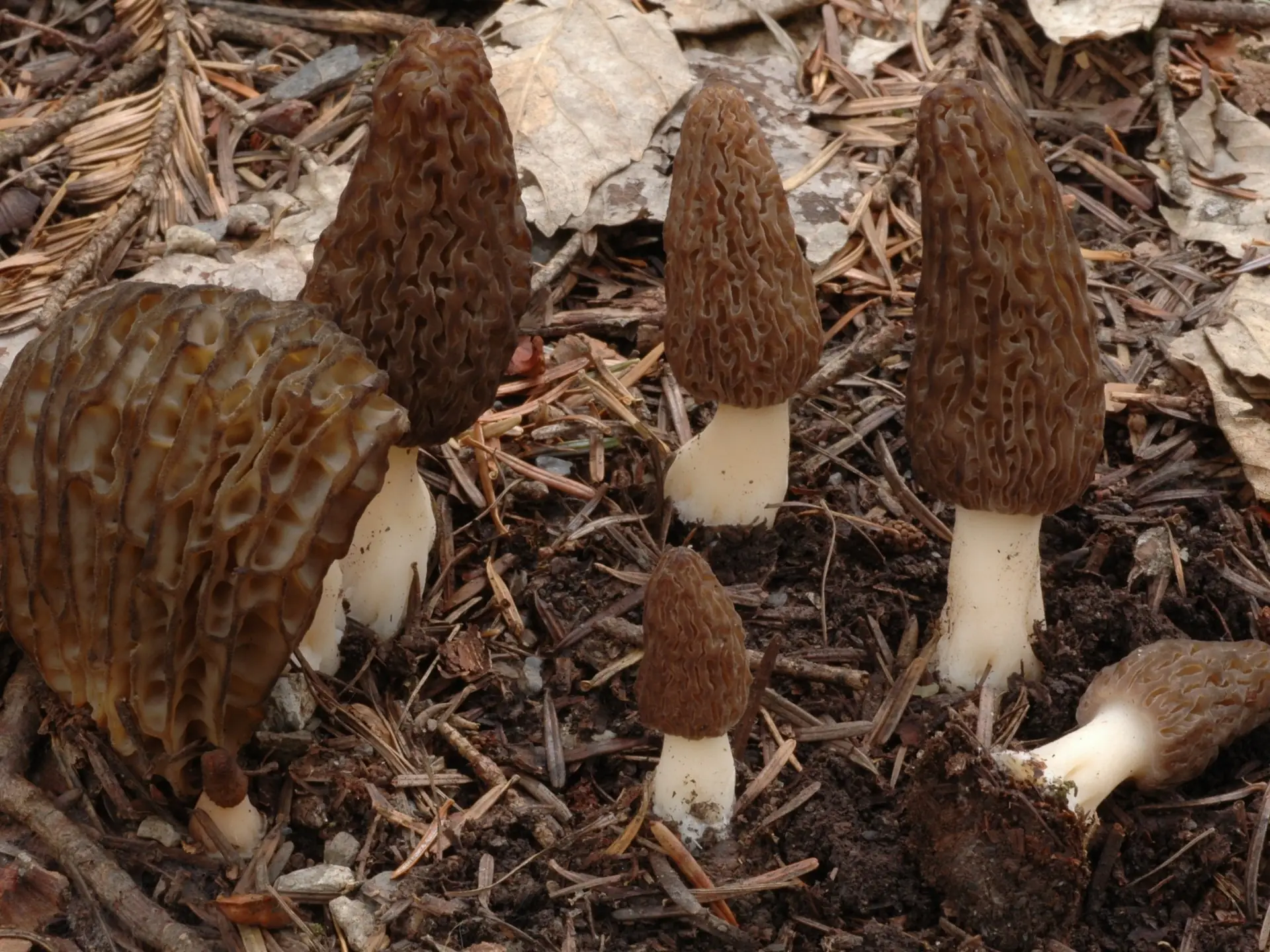 Salon du champignon