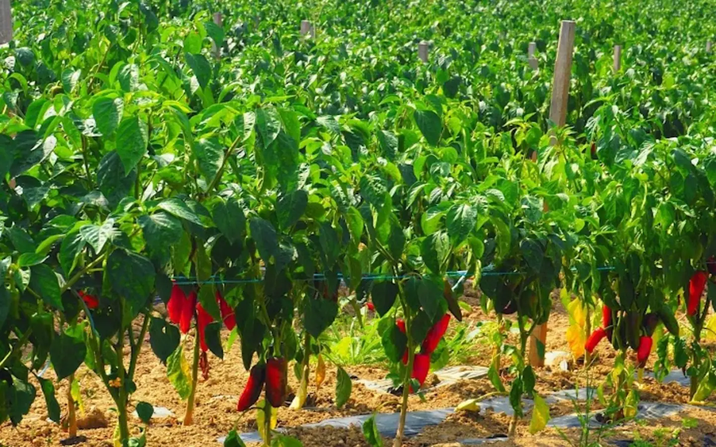 Visite d'une ferme familiale de porcs Kintoa et de piment d'Espelette
