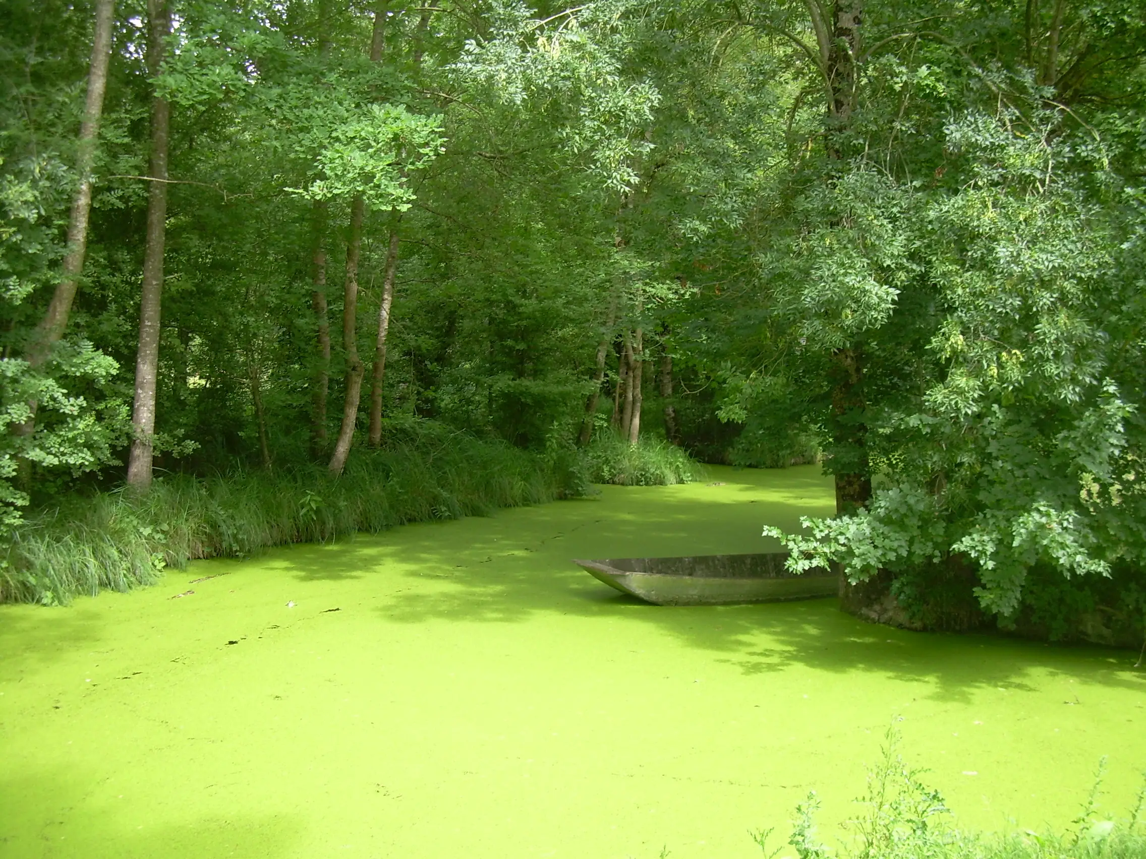 Saint-Georges-de-Rex et son marais préservé