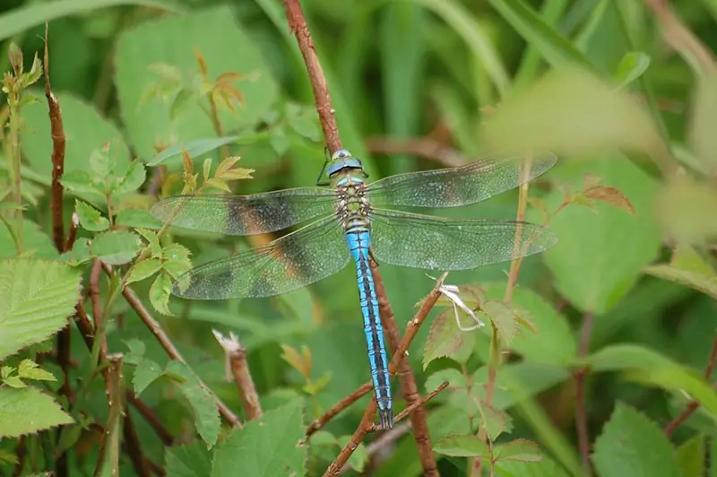 Sortie Nature : Les Libellules du Lac