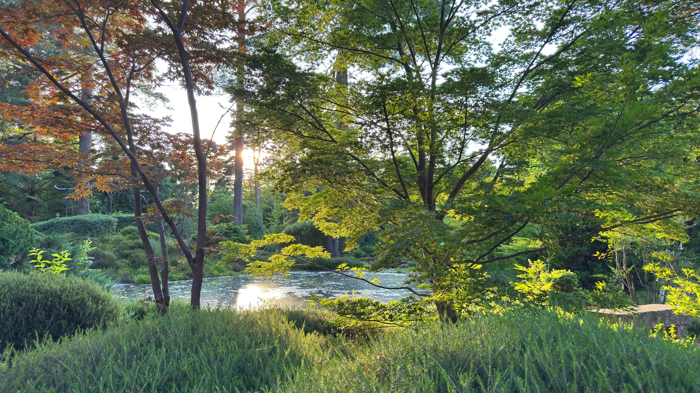 Bain de forêt