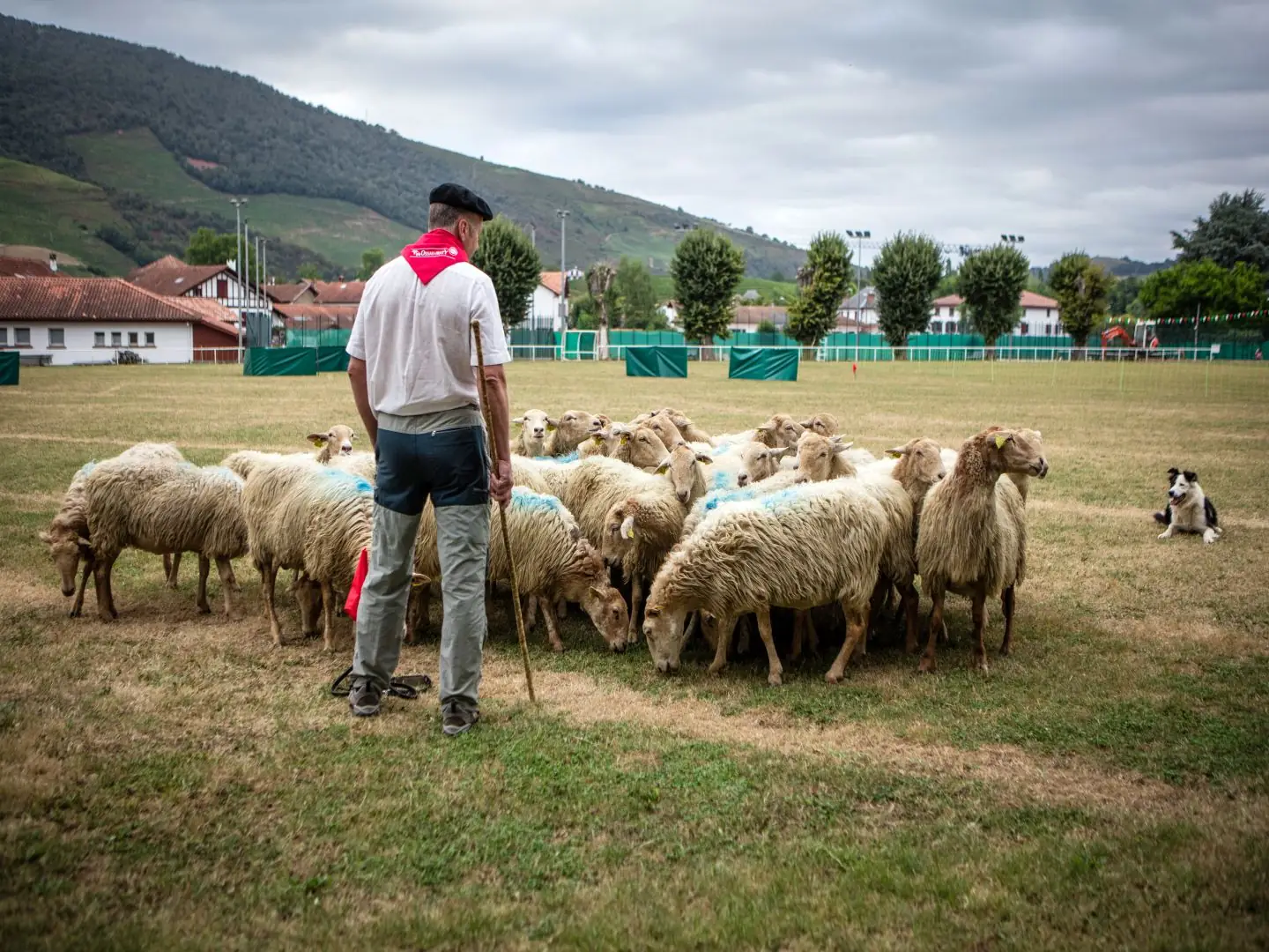 Concours de chiens de berger