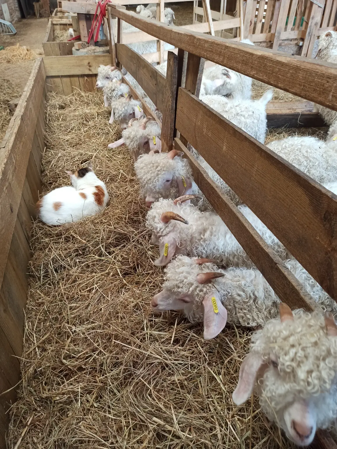 La Grange au Mohair