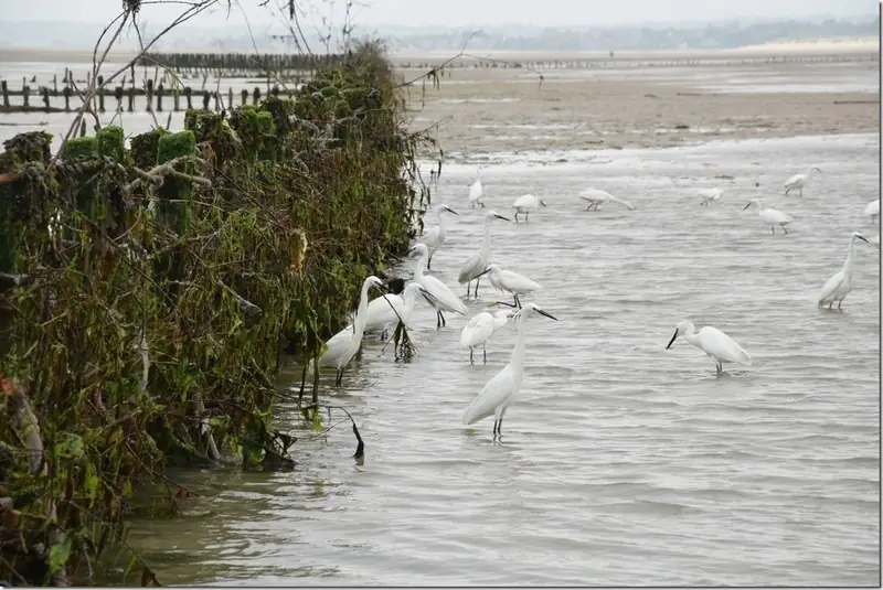 Pêcherie La Maillard
