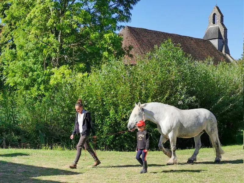 Balade en attelage de chevaux percherons à Arville