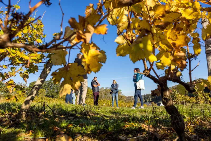De la vigne au verre de vin