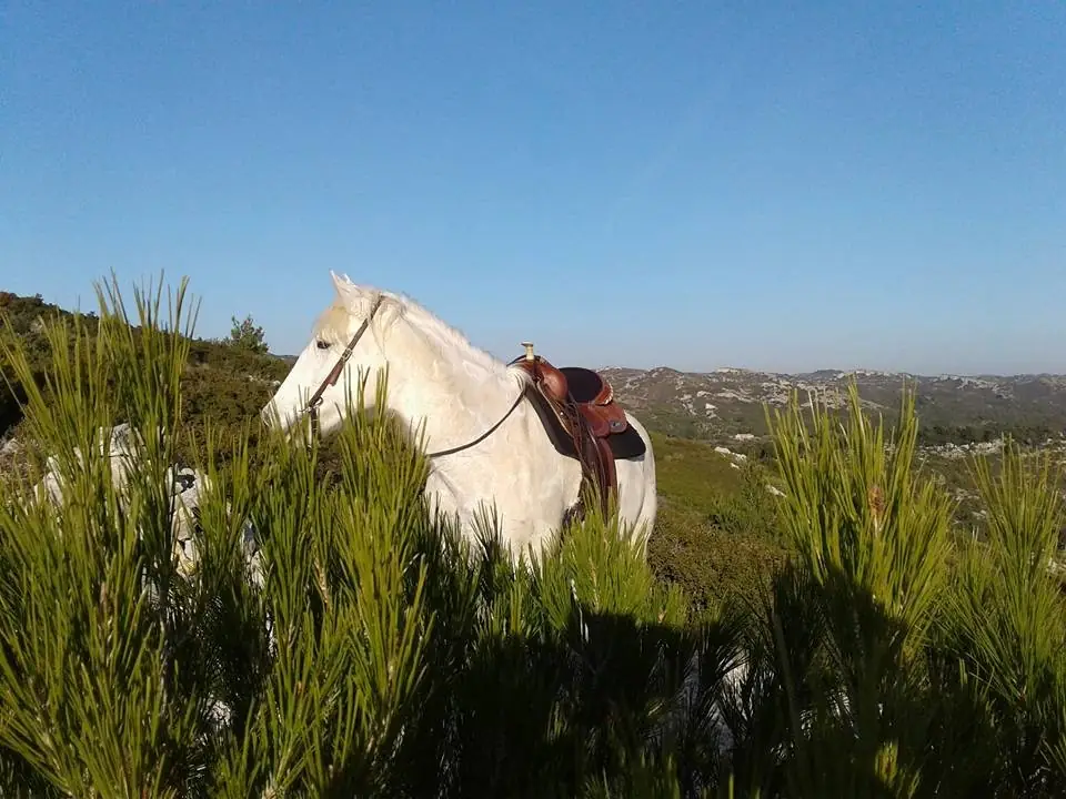 Randonnée à cheval en pension complète ou à la journée aux Ecuries du Petit Roman