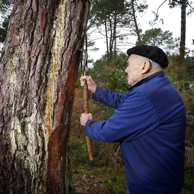 Visite du Sentier des résiniers