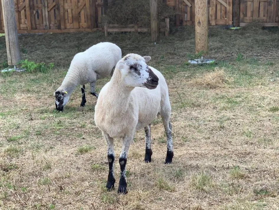 Animations à la ferme pédagogique du domaine D'Hestia