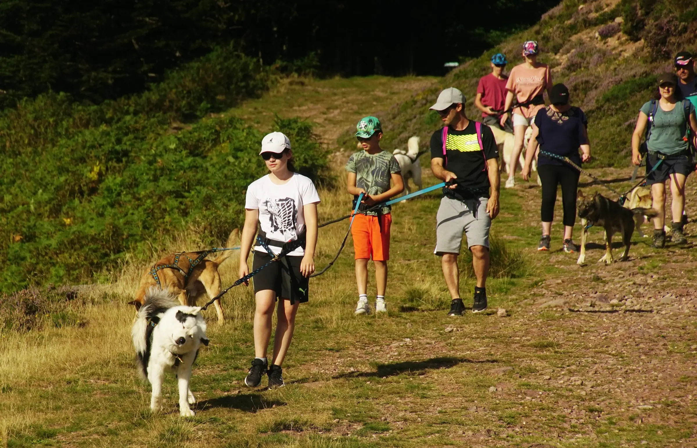 Randonner avec un chien nordique à La Pierre Saint-Martin