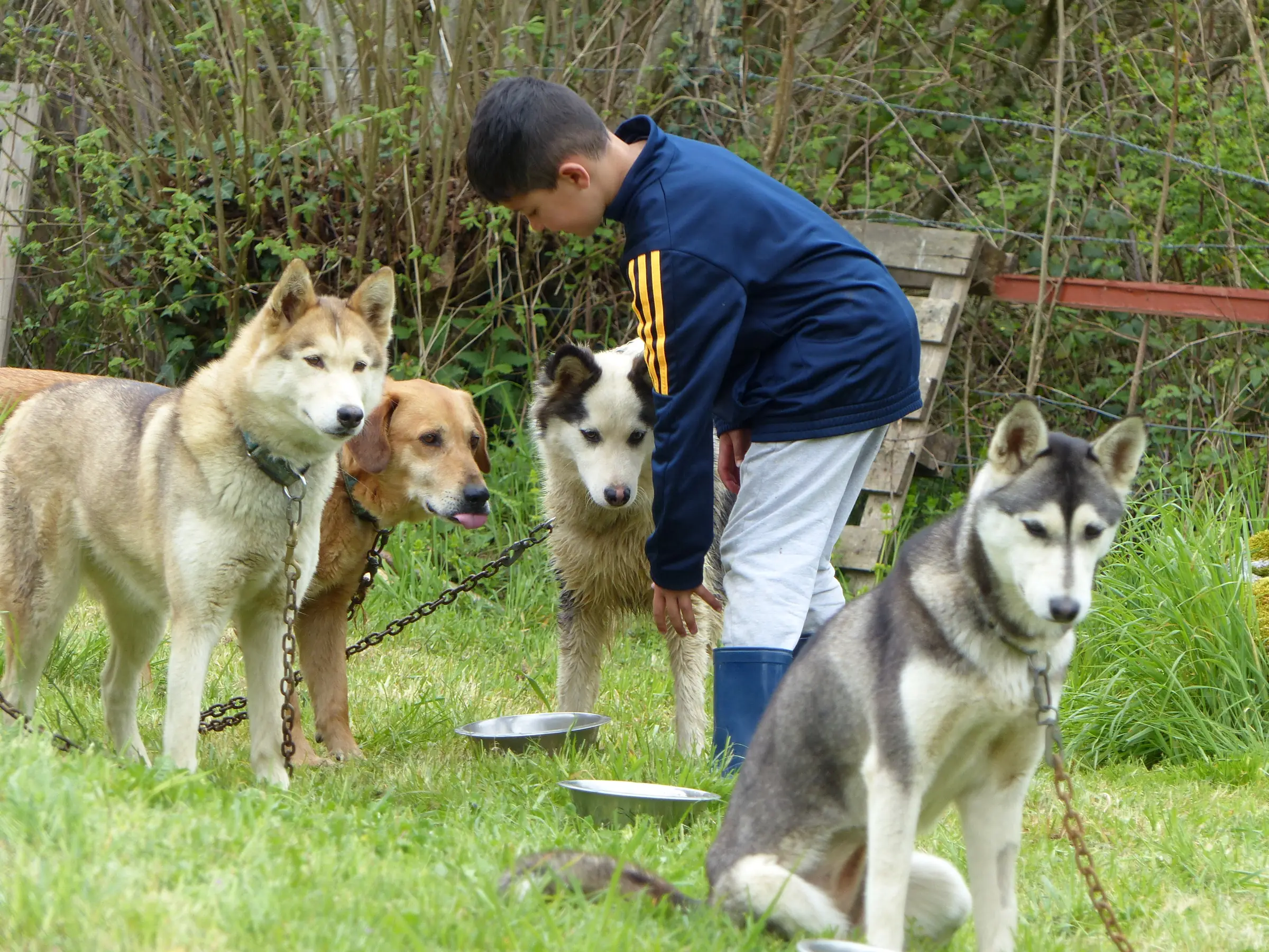 Découverte de la grange du musher