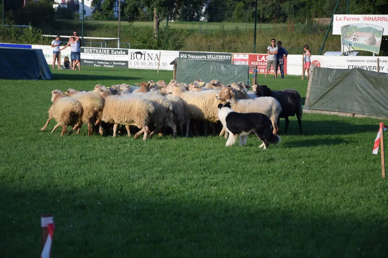 Concours de chiens de berger