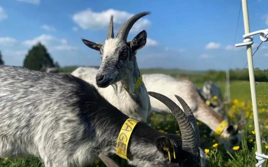 Visite guidée exploitation familiale : La ferme des Domoiselles