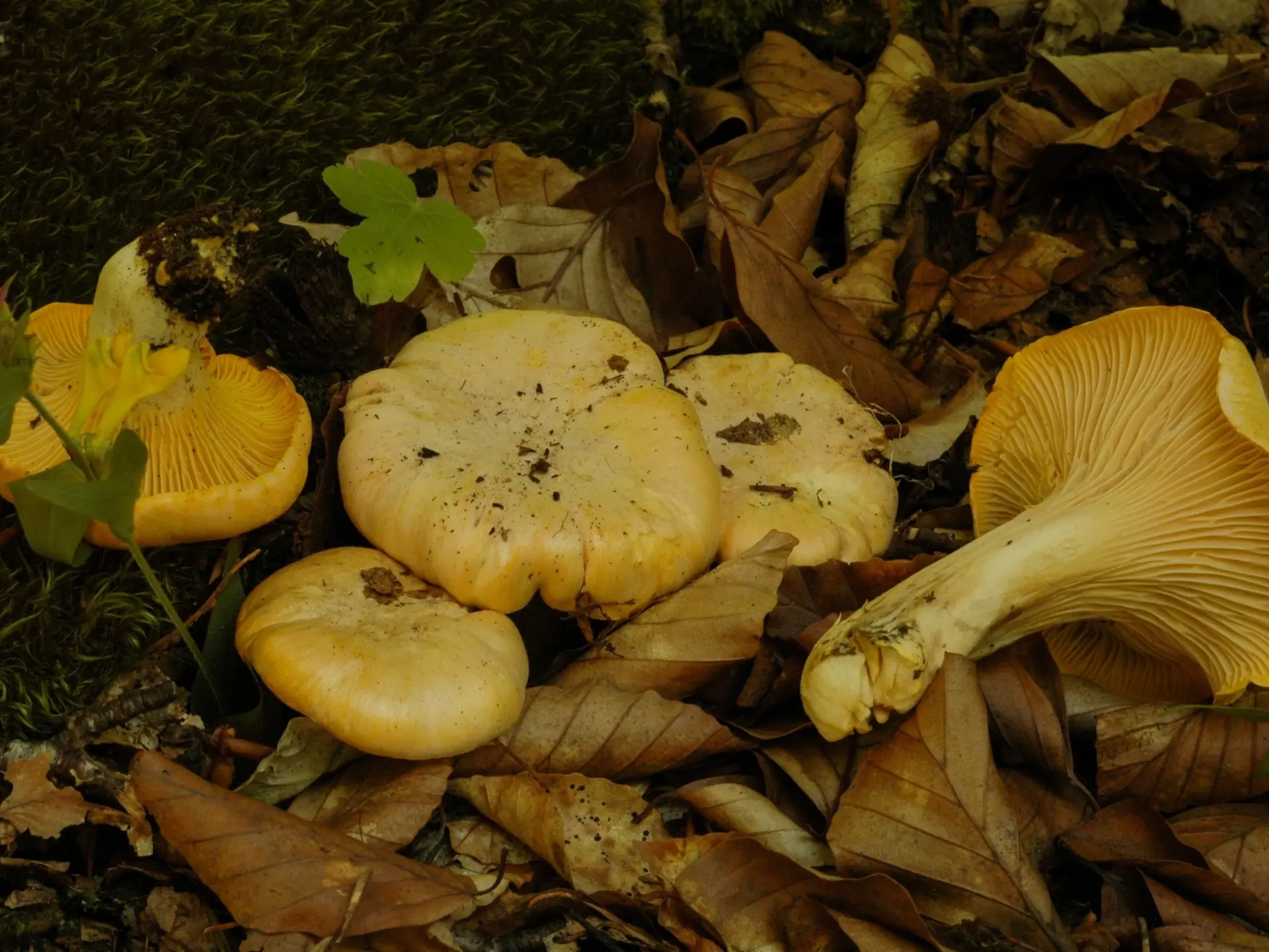 Salon du champignon