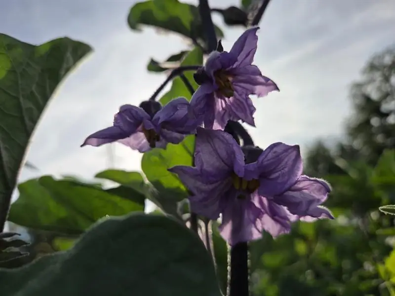 Ferme Obrecht : Couleurs et curiosités du potager