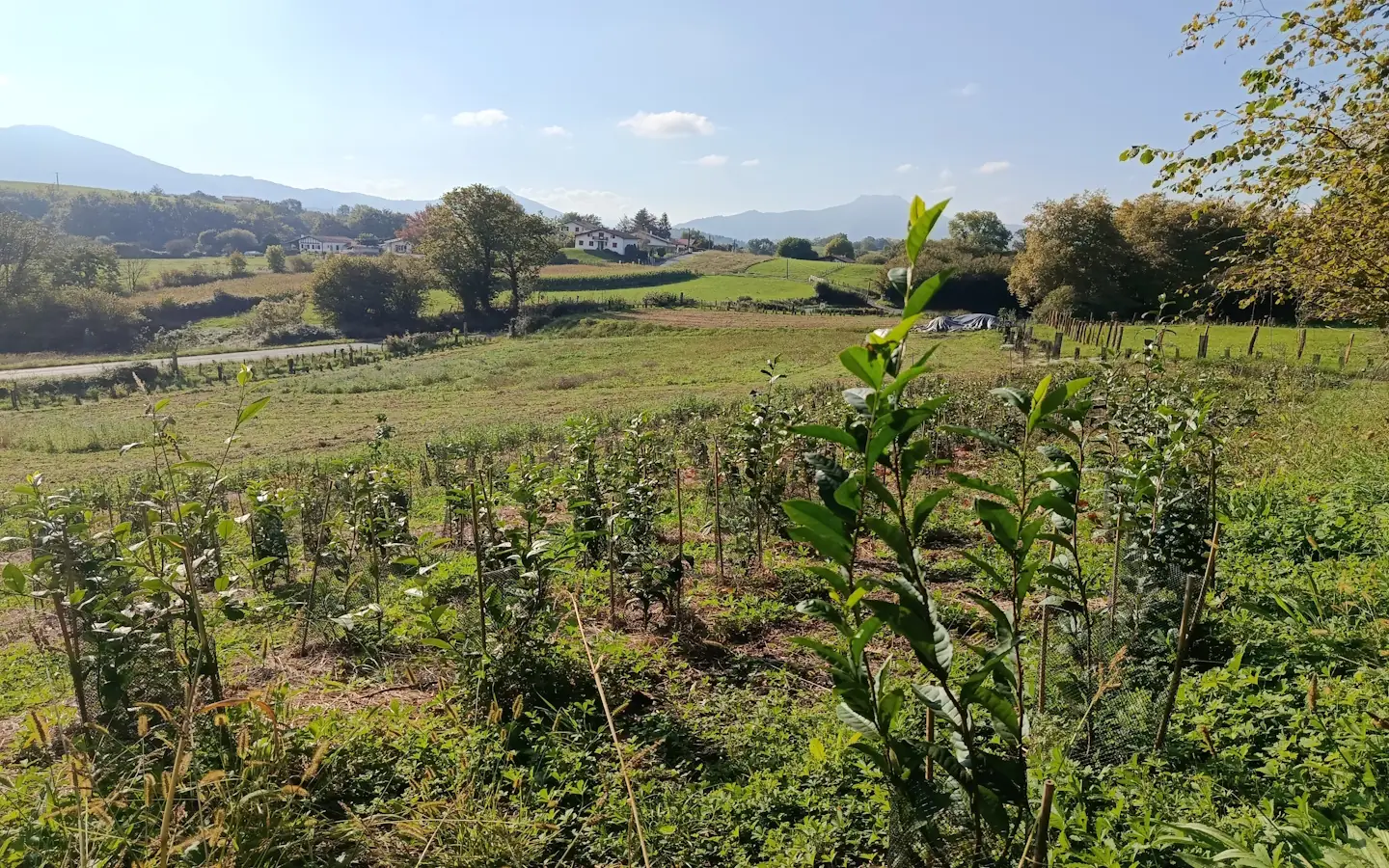Visite de la Ferme Kimuak : entre plantes sauvages, culture bio et théiers
