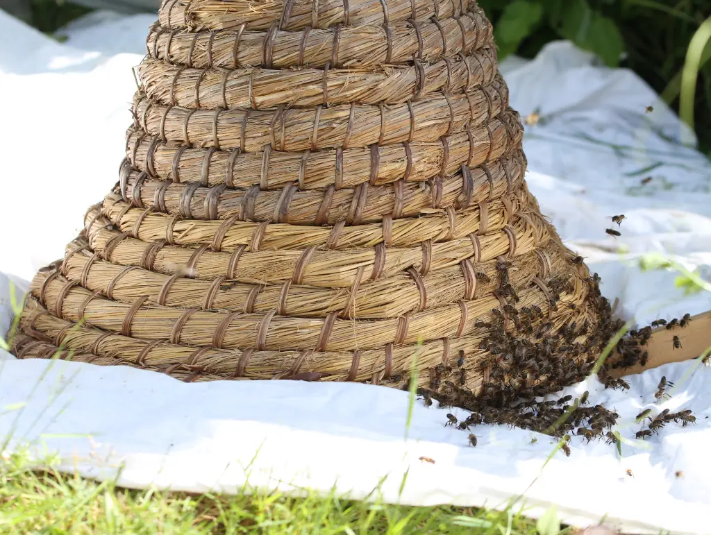 Animations abeilles