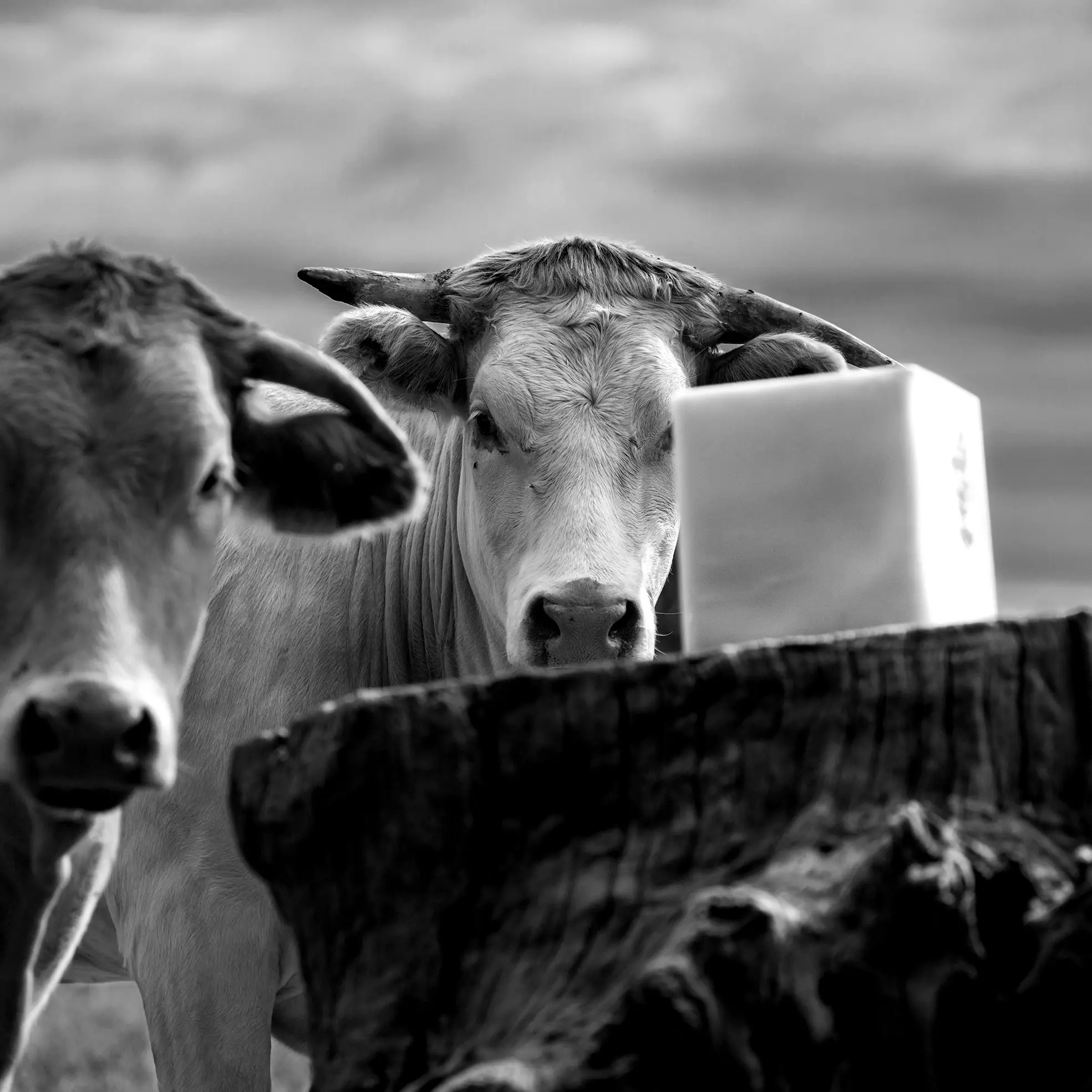 "Genèse d'une Œuvre" : Exposition de photographies à "L'Arôme"