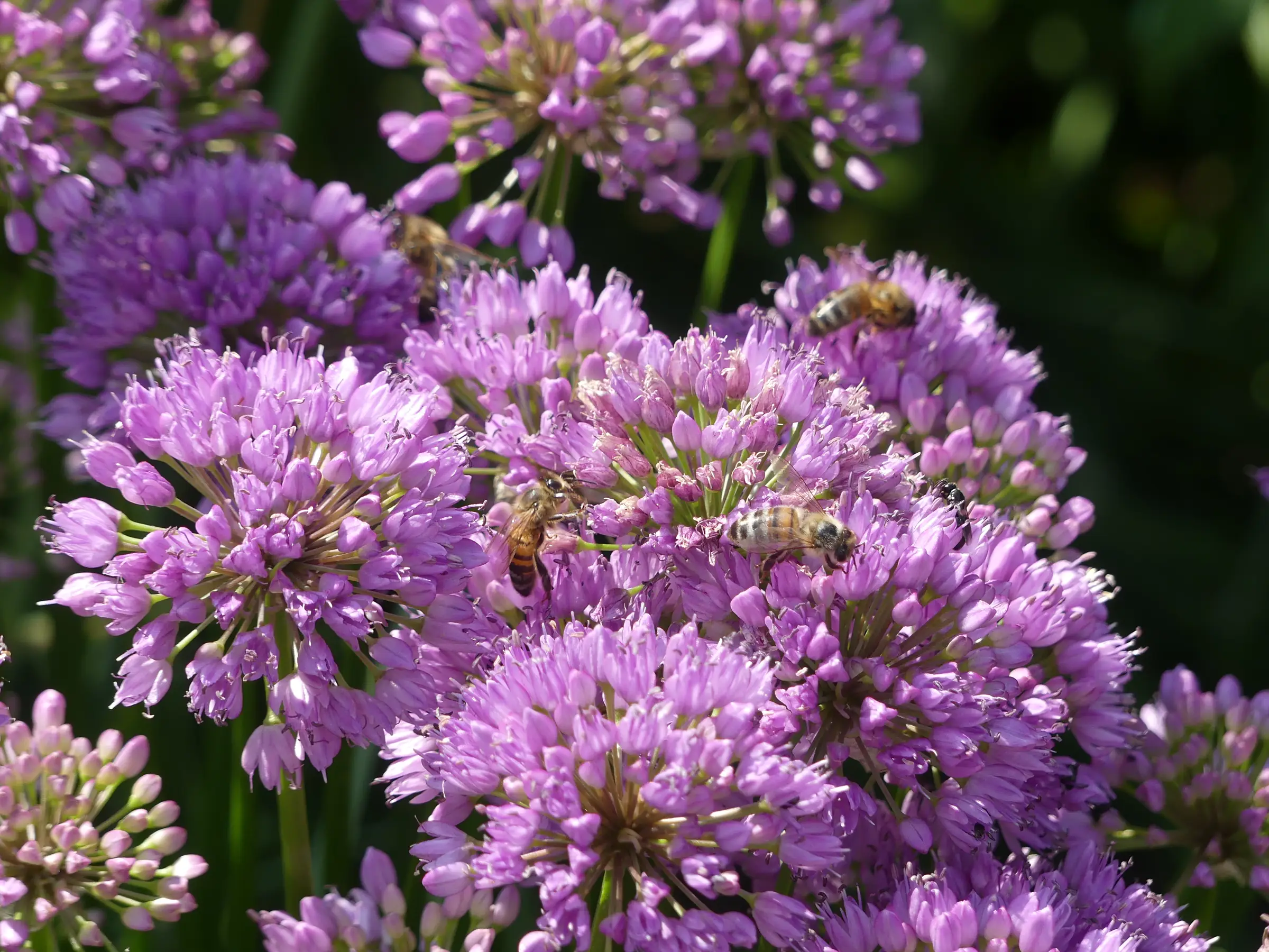 Visites Estivales 2026 - Le secret des abeilles : de la fleur au miel - Cerizay