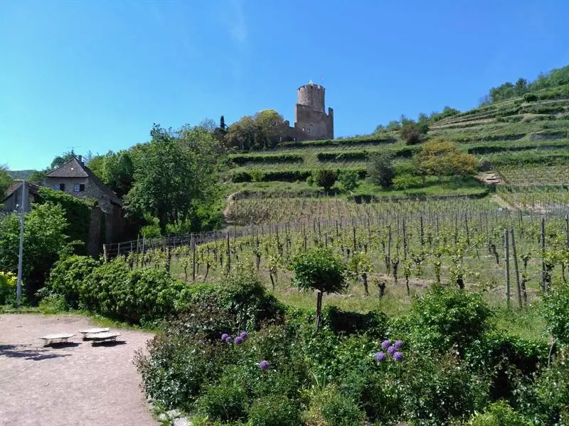 Le château de Kaysersberg