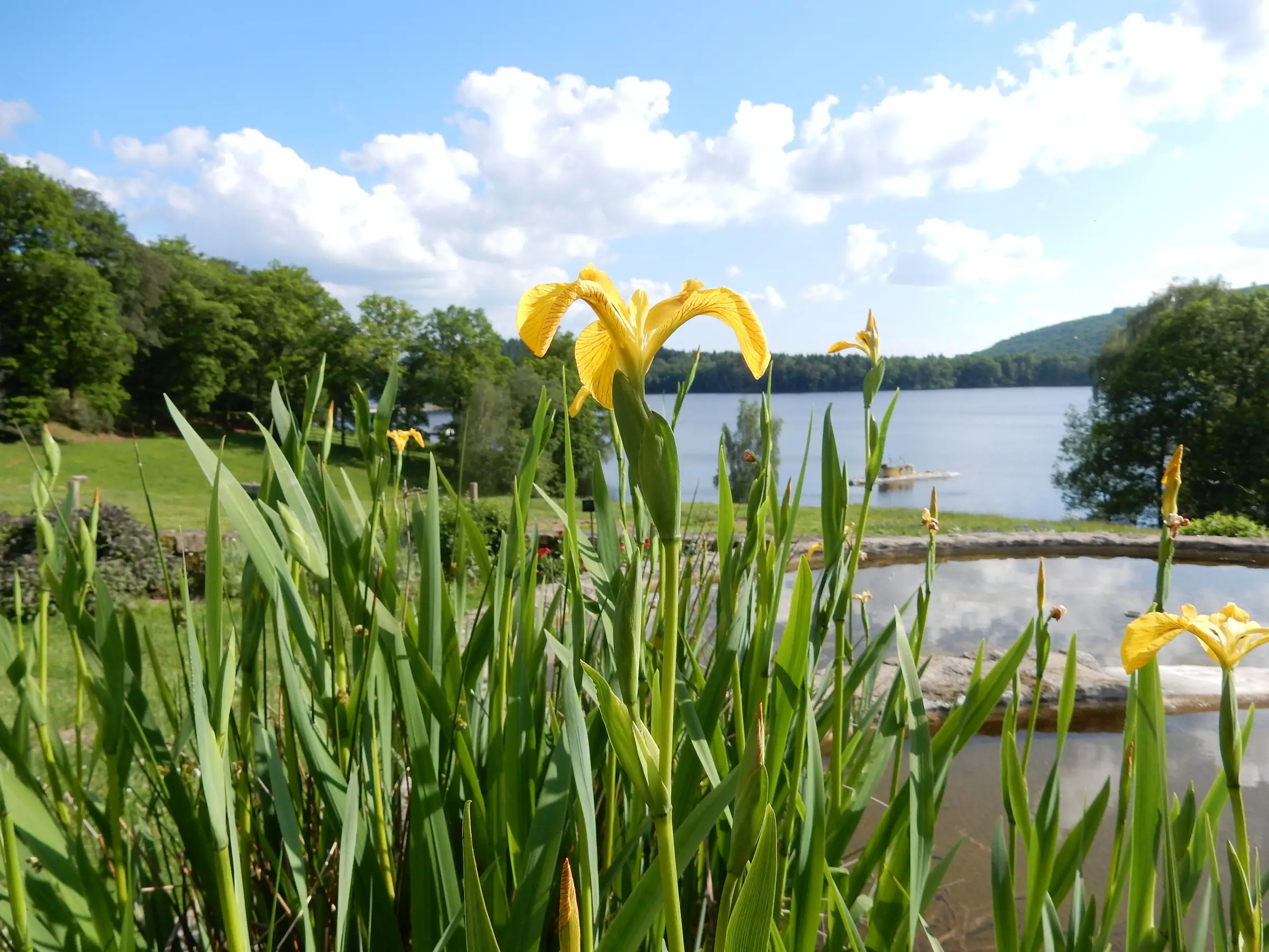 Le Jardin des Simples de l'Île de Vassivière