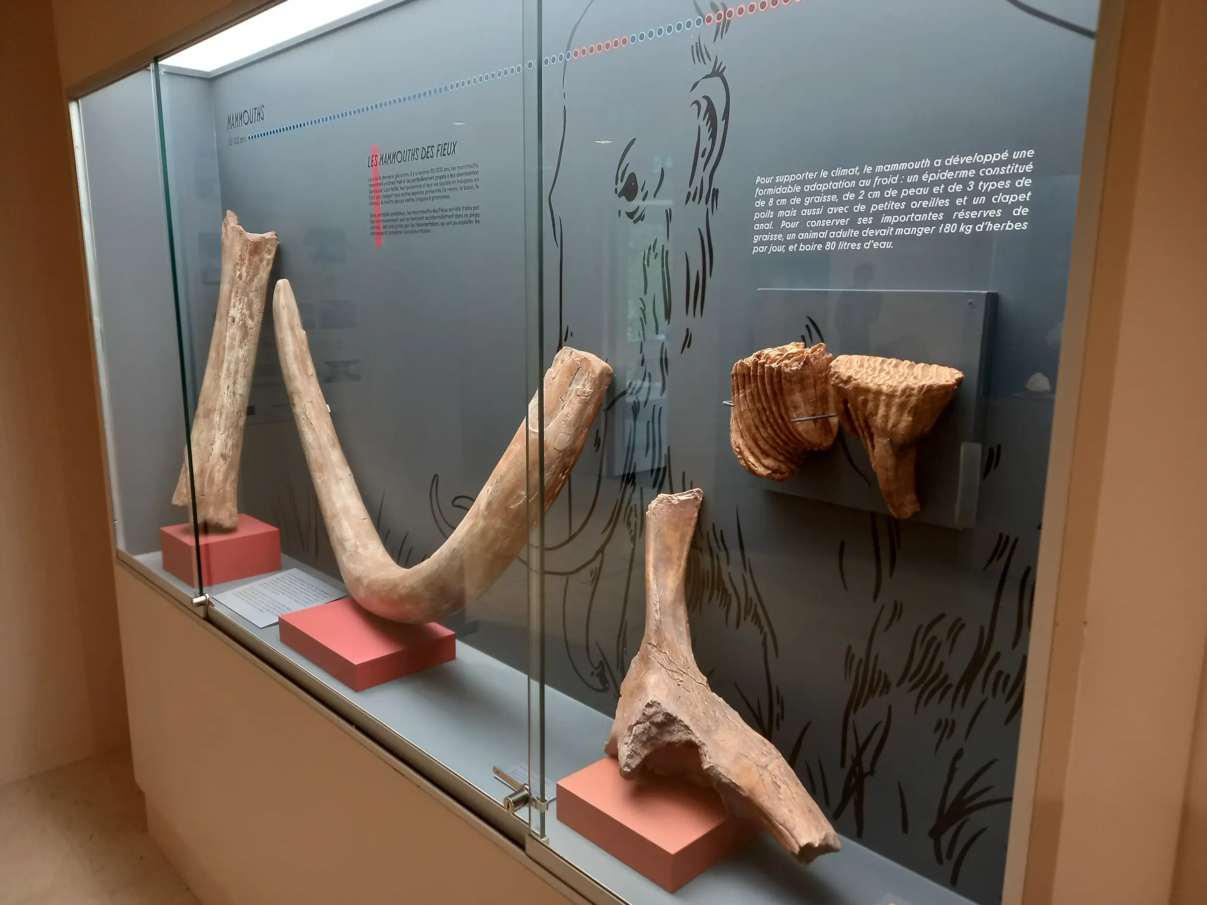 Musée de Préhistoire Amédée Lemozi