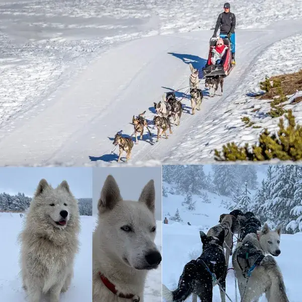 Nordic team - musher