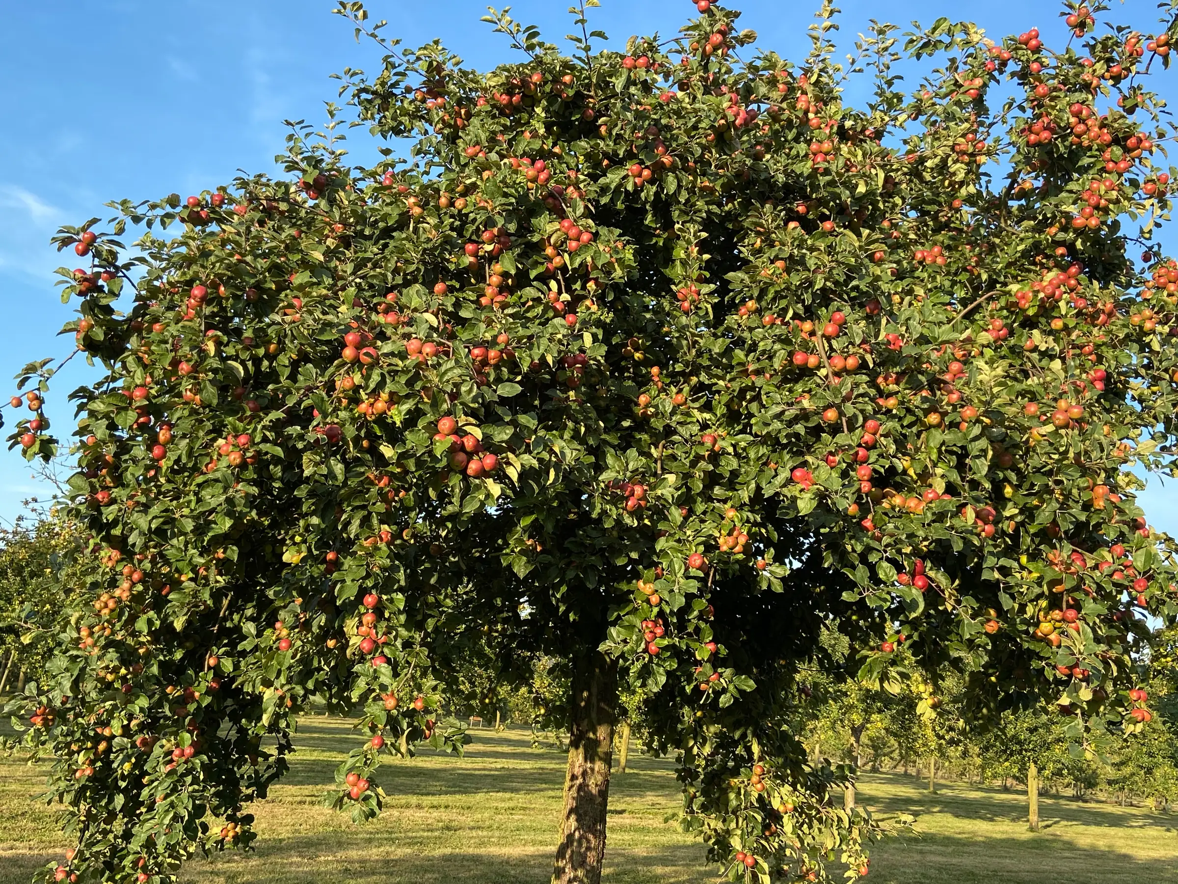 Pomage
