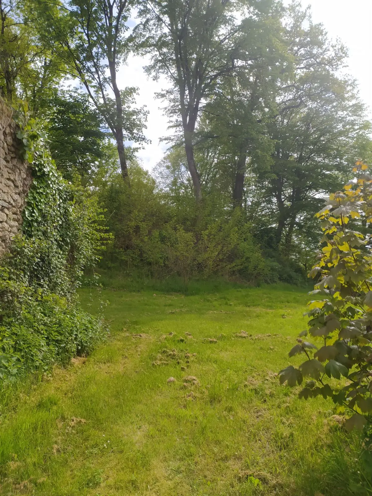 Motte féodale