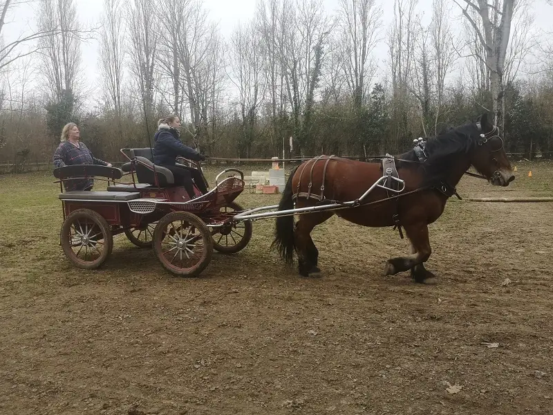 Les stages du Ranch et Ferme du Saut du Loup
