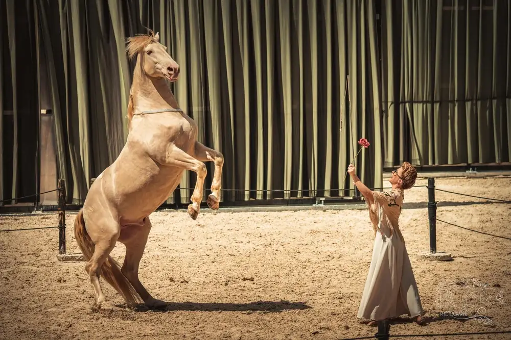 Théâtre équestre Hors(e) série - en attendant Broadway