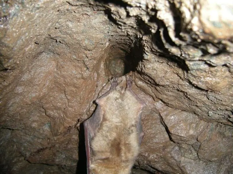 À la découverte des chauves-souris