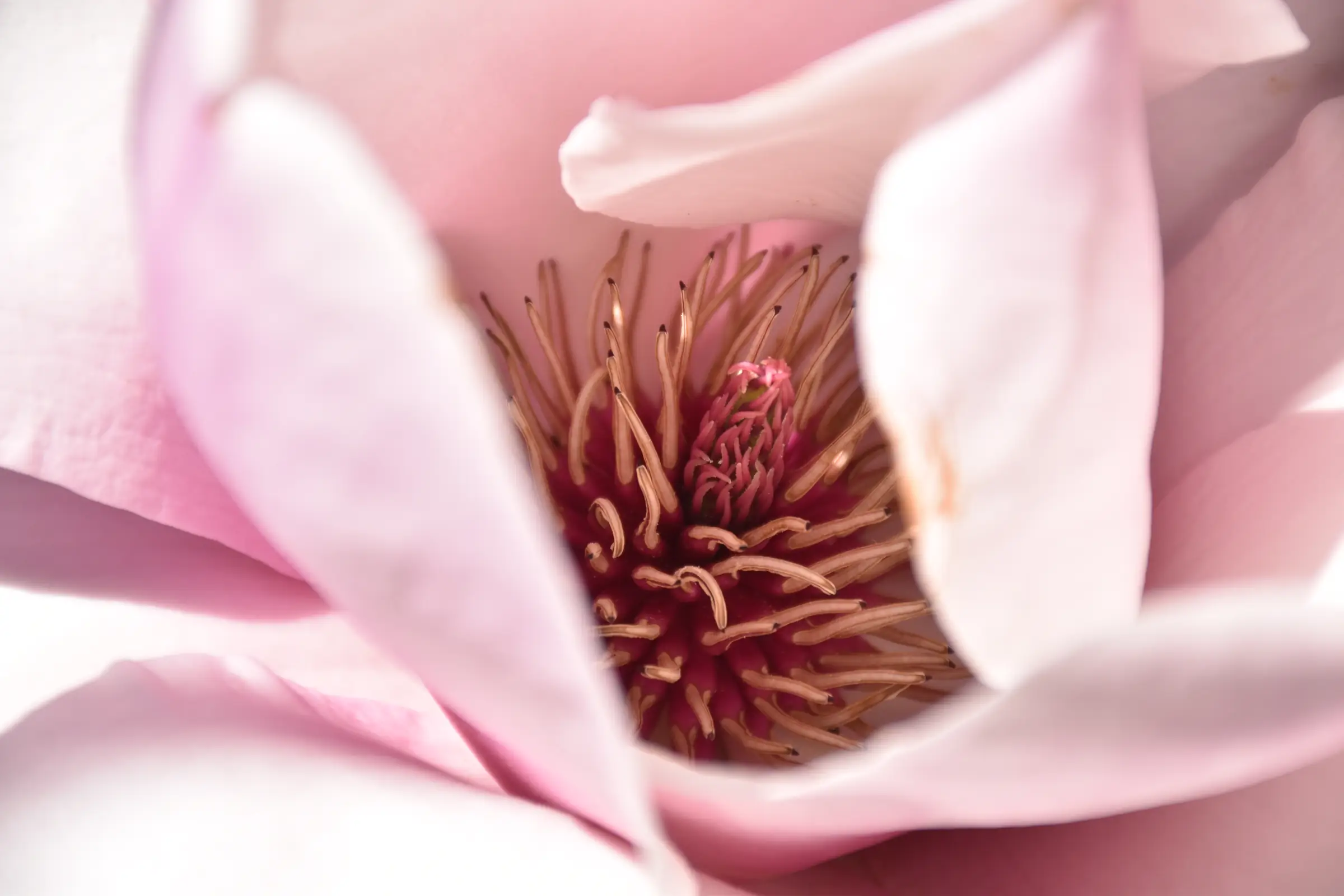 Ateliers photos de jardins - niveau débutant