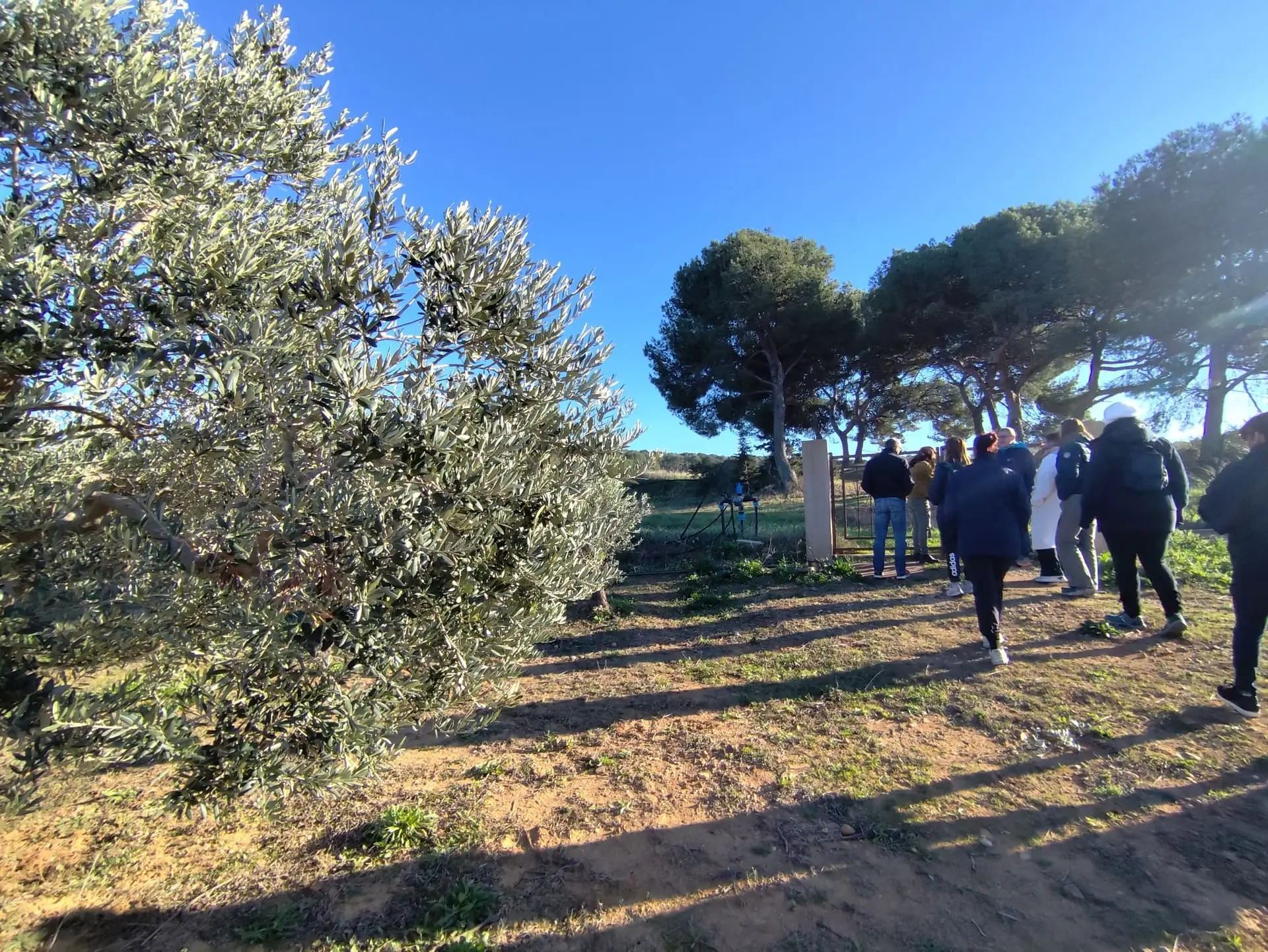 Rencontre avec une oléicultrice au Domaine Plan de Fossan