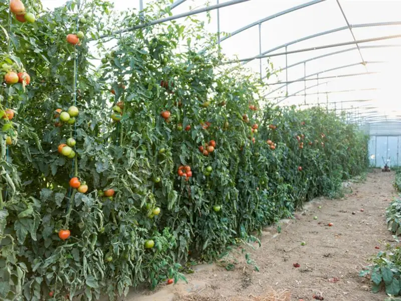 Les Saveurs de Kienheim : une déclinaison de fruits et légumes de saison