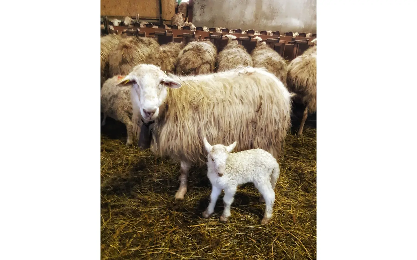 Visite de la ferme Ametzalde (fromage de brebis Ossau Iraty, miel et charcuterie BIO). Sur réservation