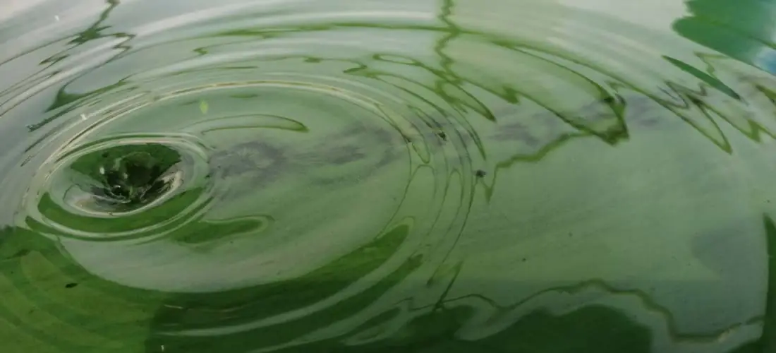 SPIRULINE TOLOSANE