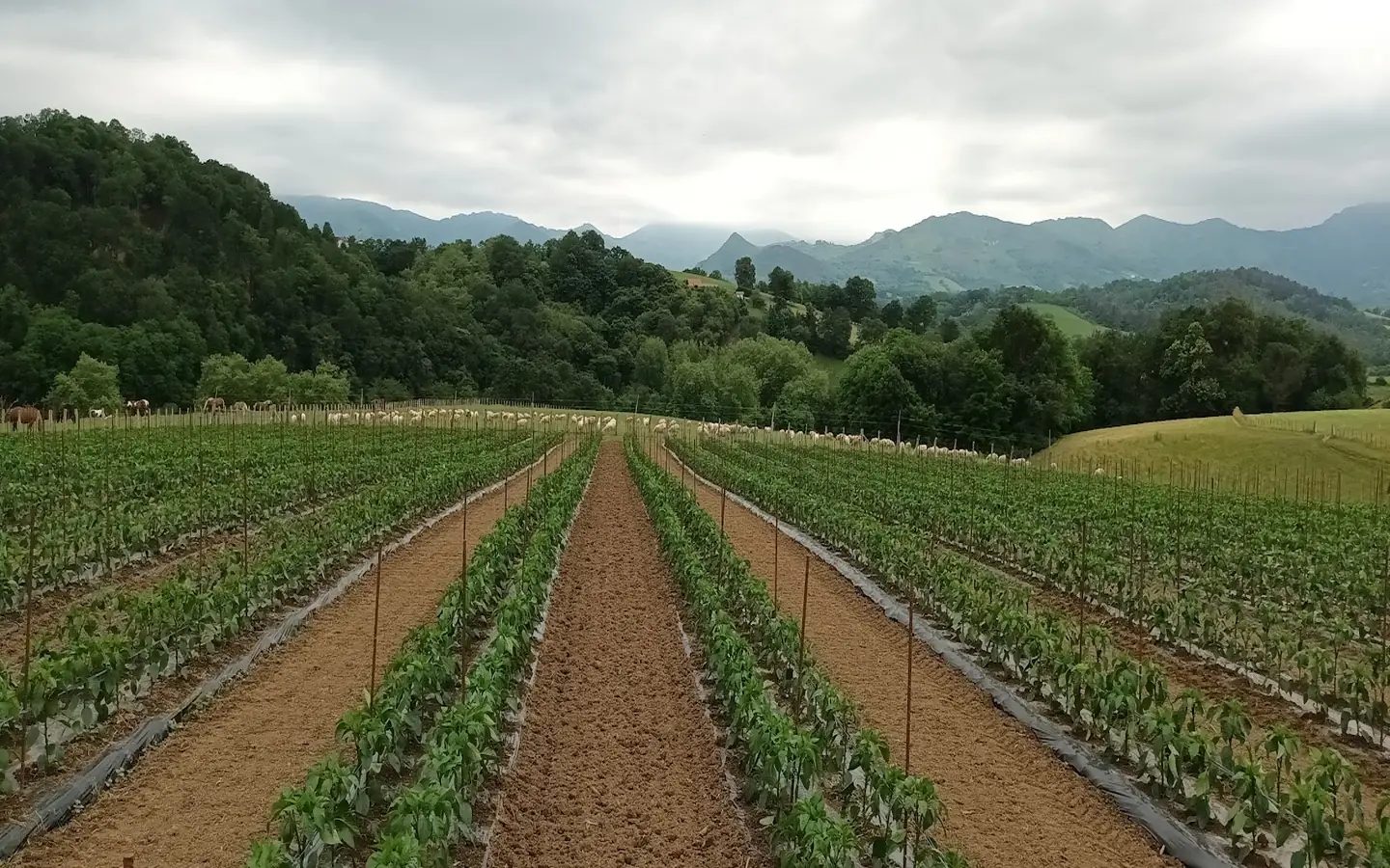 Visite d'une ferme familiale de piment d'Espelette