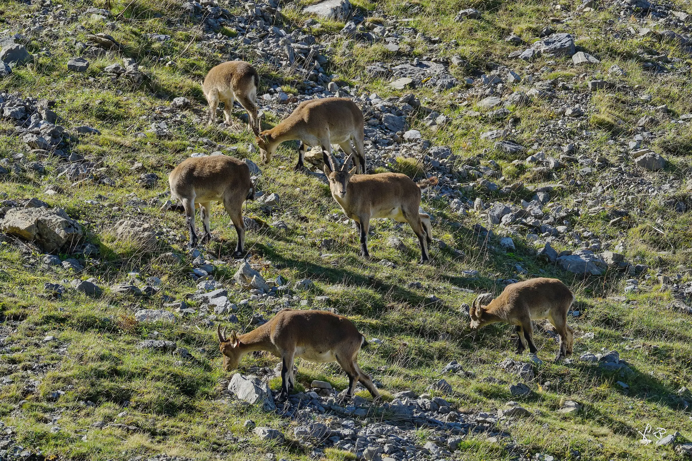 Sur les traces des bouquetins