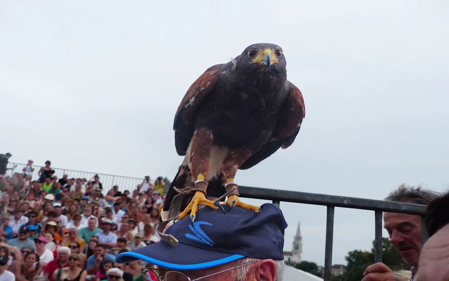 Spectacle des sabots et des ailes