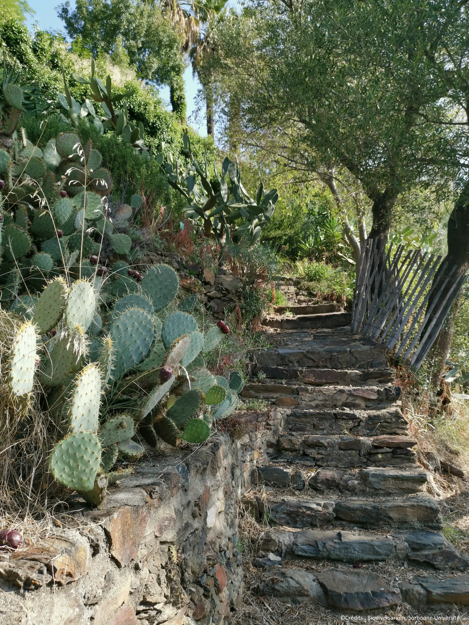 BIODIVERSARIUM : JARDIN MEDITERRANEEN DU MAS DE LA SERRE