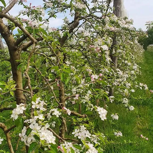 Visite ludique en famille du Verger BIO de Quinsac