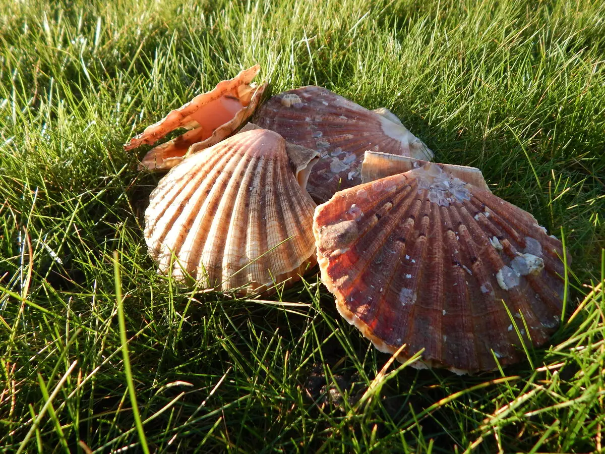 Marché de poisson Grandcamp-Maisy