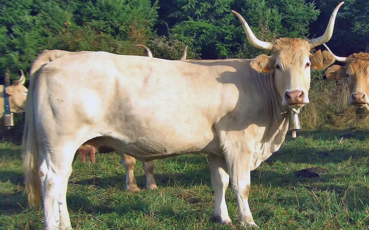 Sortie nature CPIE Pays Basque : "Pirenaika, la vache basque"