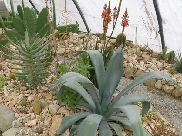 LA CACTUSERAIE D'ESCAÏRE-FIGUE