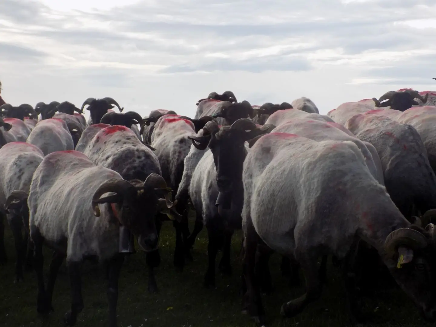 Visite de la ferme Etxepareborda