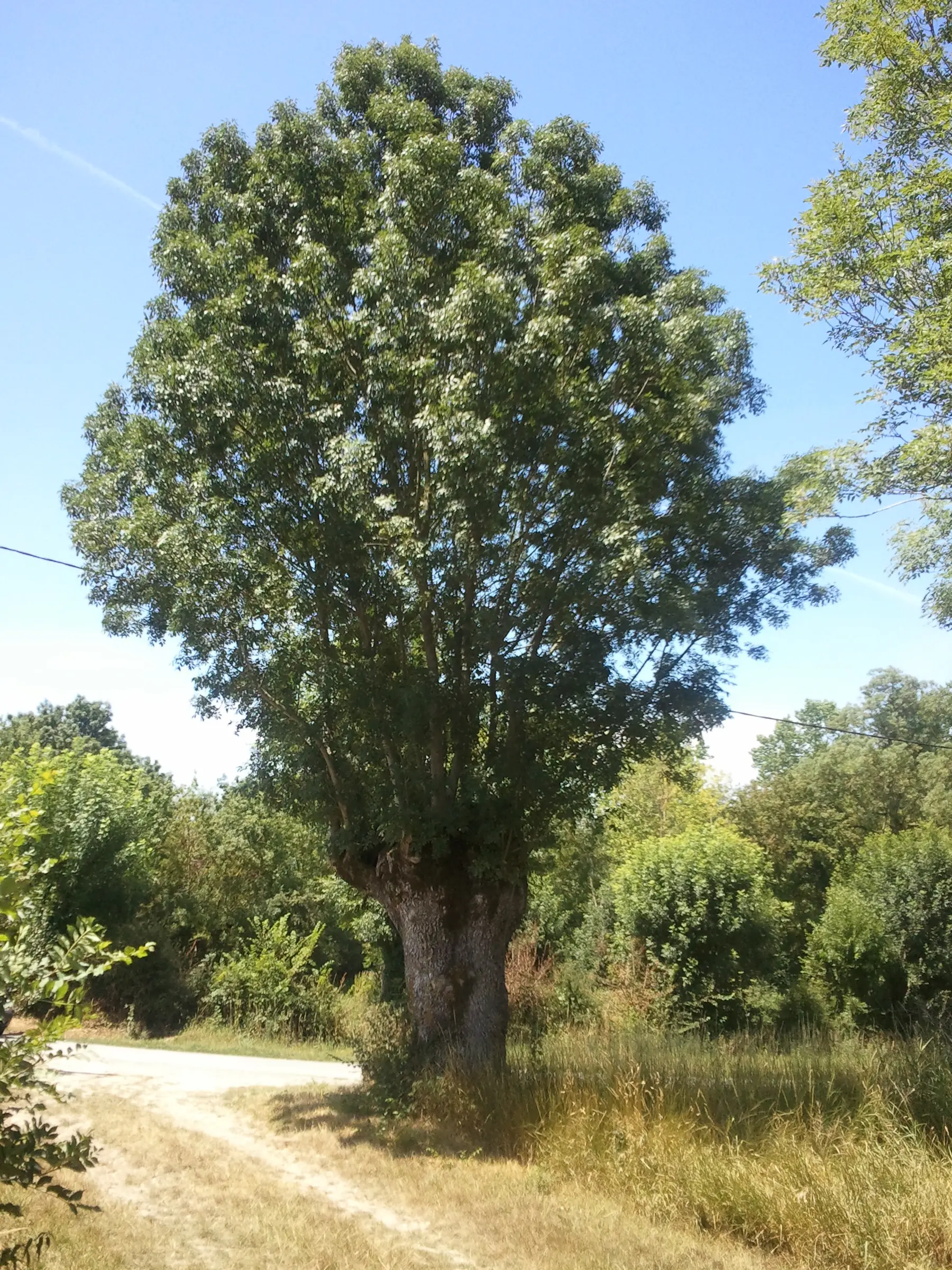 Amure