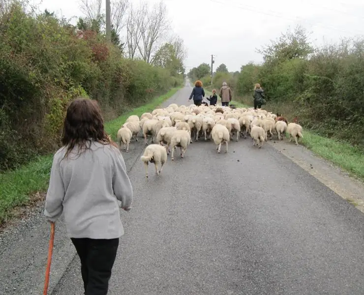Transhumance des brebis de la ferme de Gommiers ANNULE