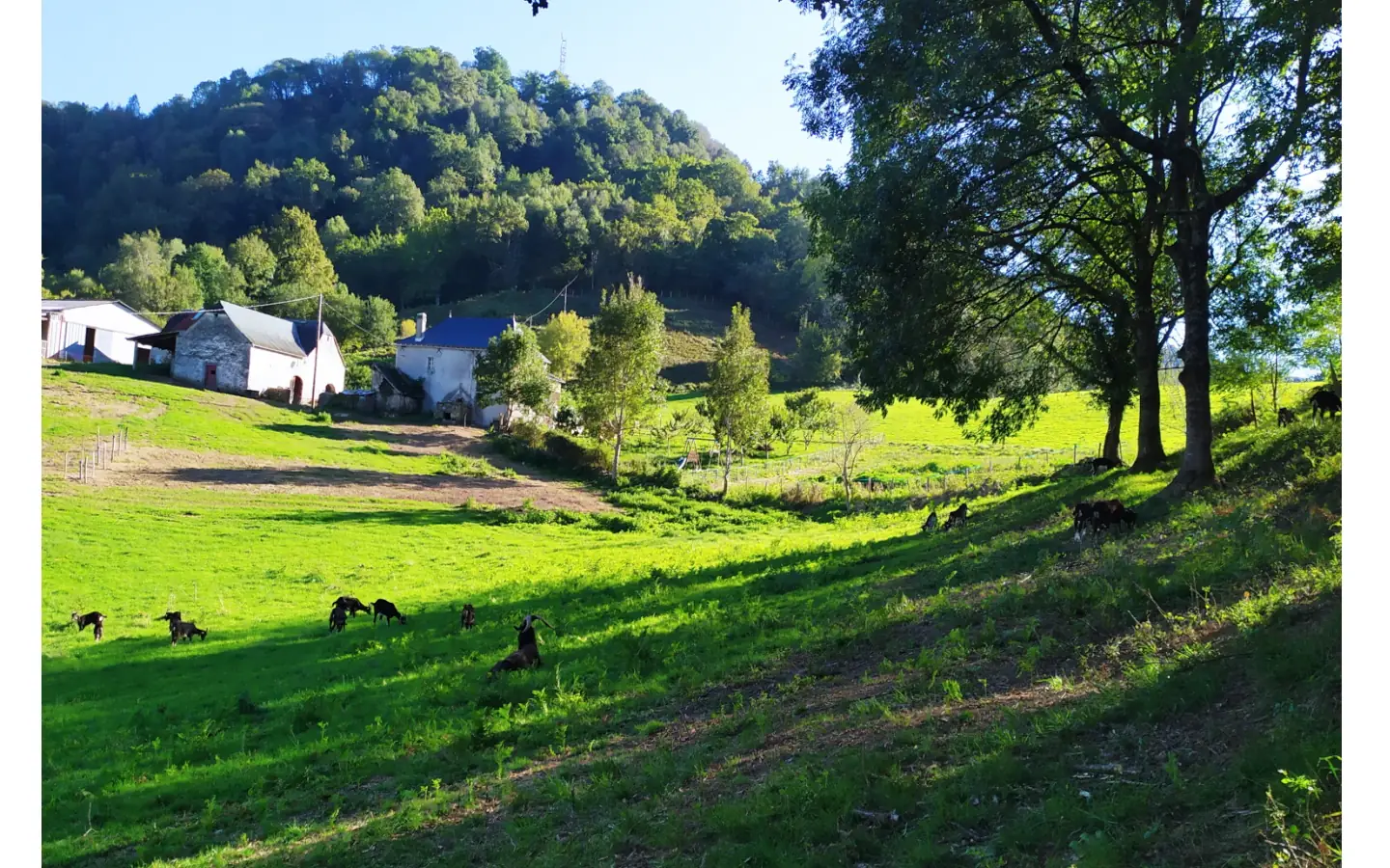 Visite de la ferme la kabane à kabris