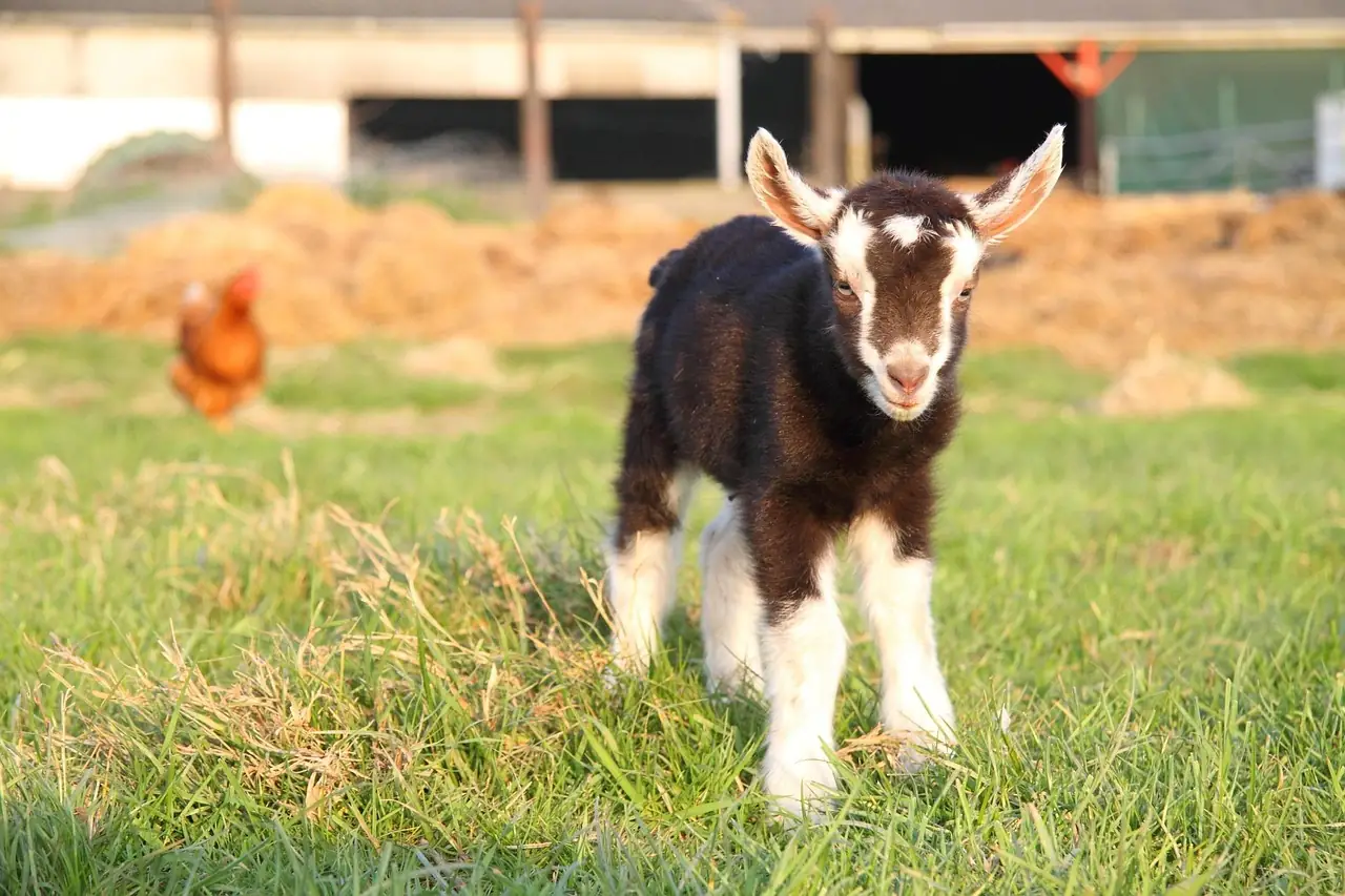 Matinée à la ferme Les P'tites Mains pour Demain